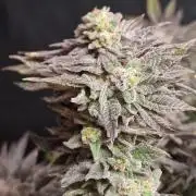 Candy Hustle by HSC + Dry Rocket Test