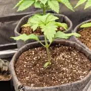 Nutter Budder (free gift) by HSC