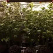 Blueberry Cupcake first Photoperiodics