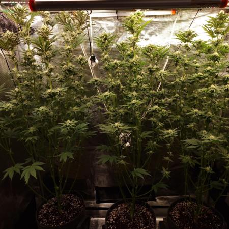 Blueberry Cupcake first Photoperiodics