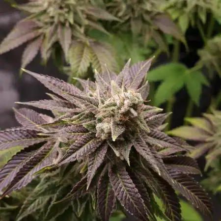 Blueberry Cupcake first Photoperiodics