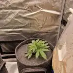 Gorilla Punch Automatic #2