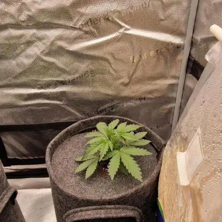 Gorilla Punch Automatic #2