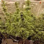 Mango sherbert by HSC