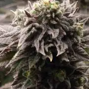 Candy Hustle by HSC