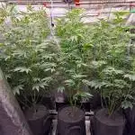 Blueberry Cupcake first Photoperiodics