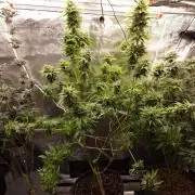 Mango sherbert by HSC