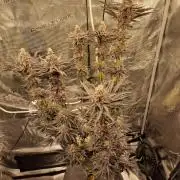 Jelly Donutz - Humboldt Seed Company