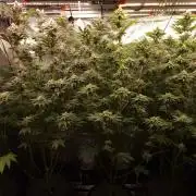 Blueberry Cupcake first Photoperiodics