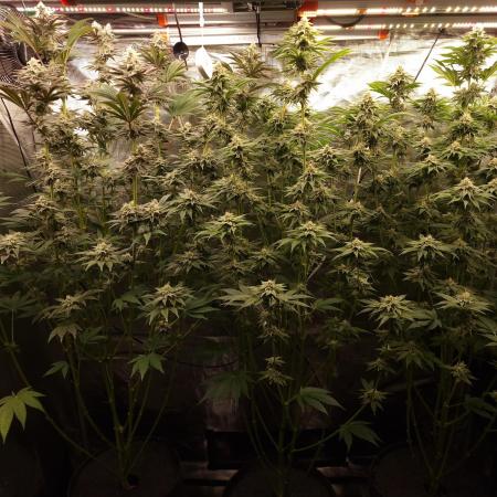 Blueberry Cupcake first Photoperiodics