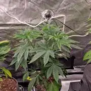 Nutter Budder (free gift) by HSC