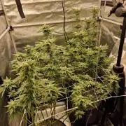 Candy Hustle by HSC