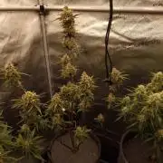 Apricot Automatic from 420 Fast Buds