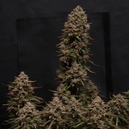 Ztrawberriez Automatic