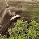 Gorilla Punch Automatic #2