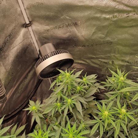 Gorilla Punch Automatic #2
