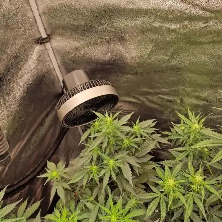 Gorilla Punch Automatic #2