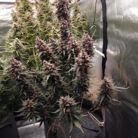 Gorilla Punch Automatic #2