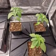 Granny Candy by Humboldt Seed Company