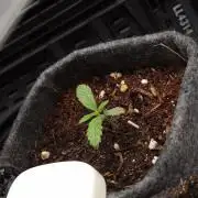 Jelly Donutz - Humboldt Seed Company