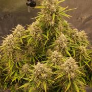 Amnesia Skittelz Fast Buds