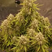 Amnesia Skittelz Fast Buds