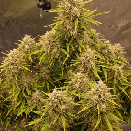 Amnesia Skittelz Fast Buds