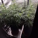 Bruce Banner Automatic