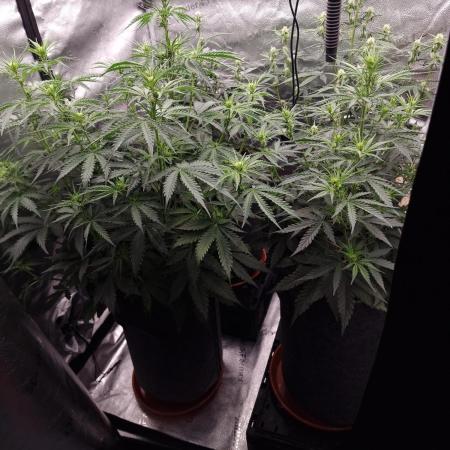 Bruce Banner Automatic