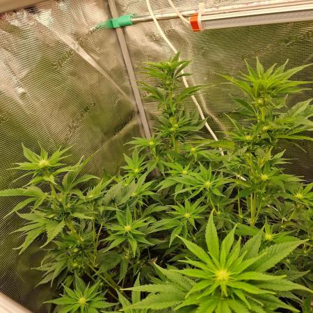 Mango sherbert by HSC
