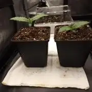 California Octane by HSC