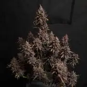Gorilla Punch Automatic #2
