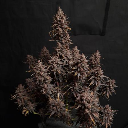 Gorilla Punch Automatic #2