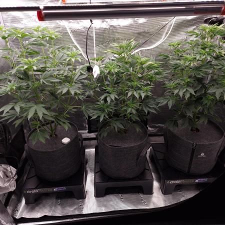 Blueberry Cupcake first Photoperiodics