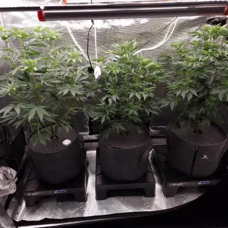 Blueberry Cupcake first Photoperiodics