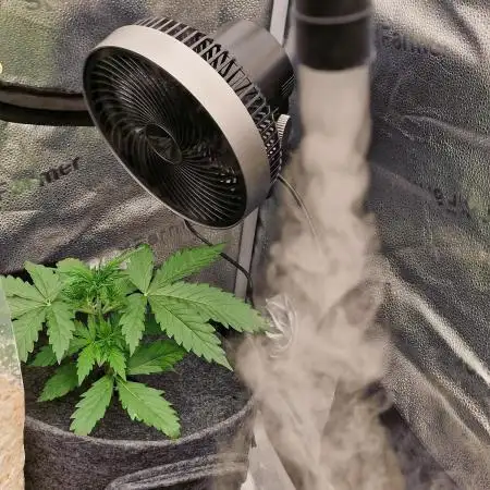 Gorilla Punch Automatic #2