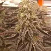 Blueberry Cupcake first Photoperiodics