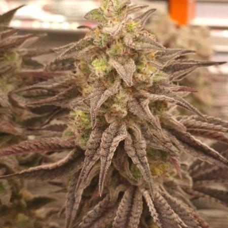 Blueberry Cupcake first Photoperiodics