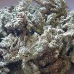 Lemon Haze Automatic Barney's Farm
