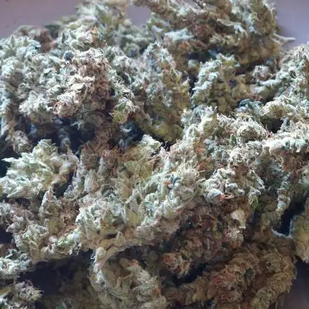 Lemon Haze Automatic Barney's Farm