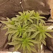 Jelly Donutz - Humboldt Seed Company