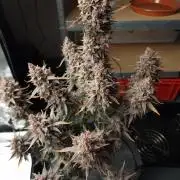 Gorilla Punch Automatic #2