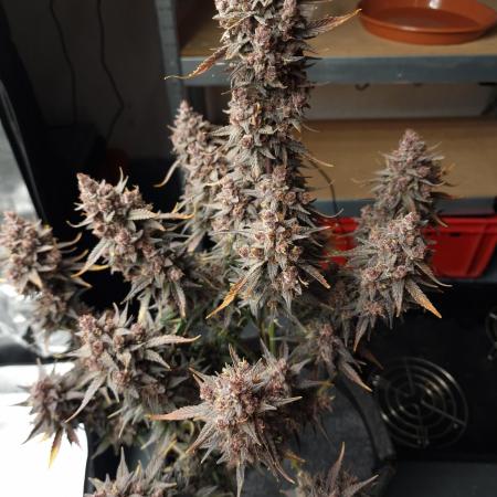 Gorilla Punch Automatic #2