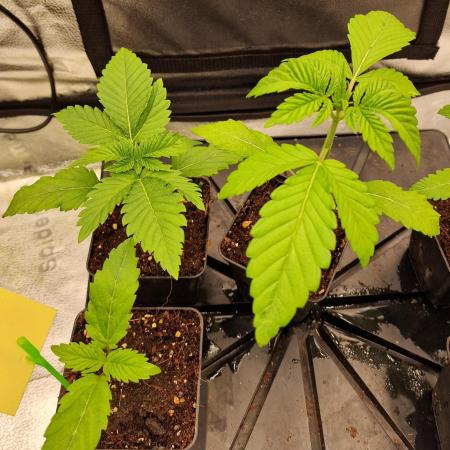 Mango sherbert by HSC