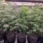 Blueberry Cupcake first Photoperiodics