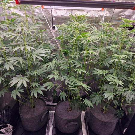 Blueberry Cupcake first Photoperiodics