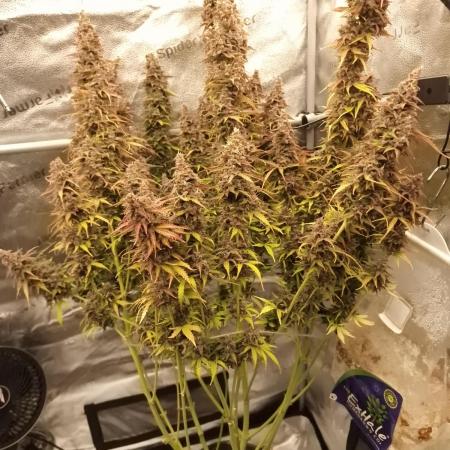 Bruce Banner Automatic