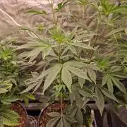 Nutter Budder (free gift) by HSC