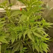 Mango sherbert by HSC