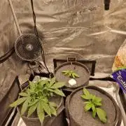 Apricot Automatic from 420 Fast Buds